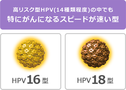 高リスク型HPV（14種類程度）の中でも特にがんになるスピードが速い型 | HPV16型 | HPV18型