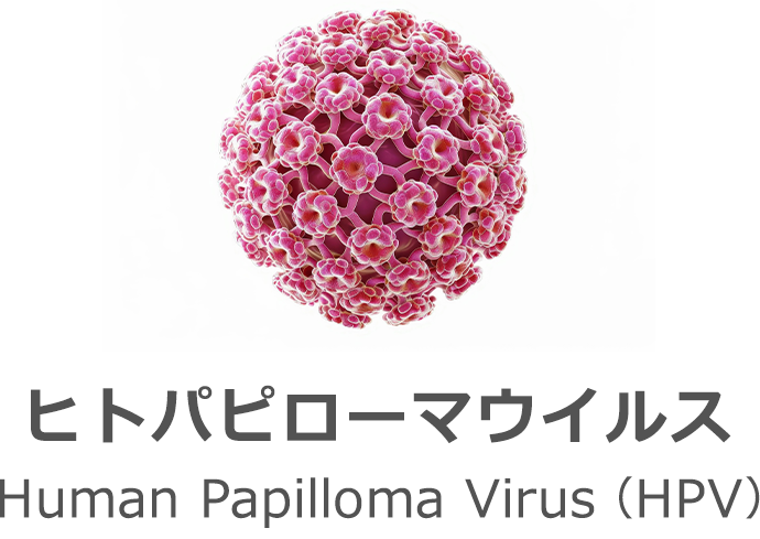 ヒトパピローマウイルス Human Papilloma Virus(HPV)